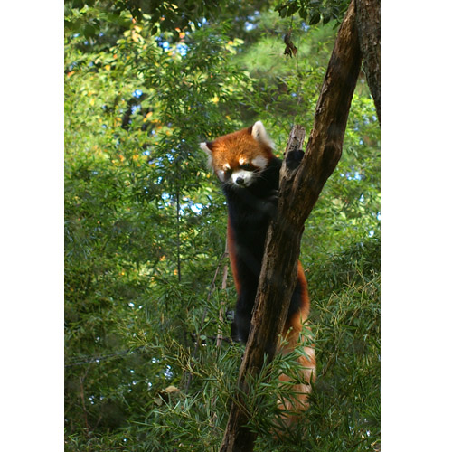 レッサーパンダ