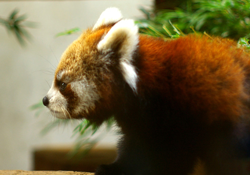 レッサーパンダ