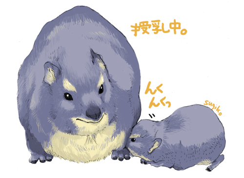 ケープハイラックス