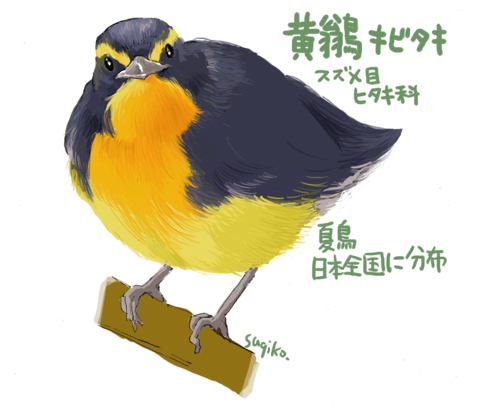 キビタキ