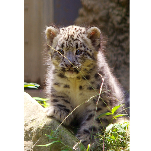 ユキヒョウ