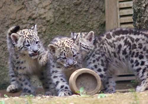 ユキヒョウ