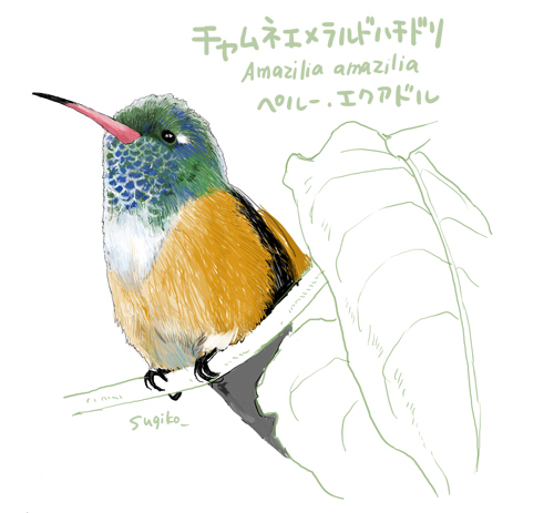 チャムネエメラルドハチドリ