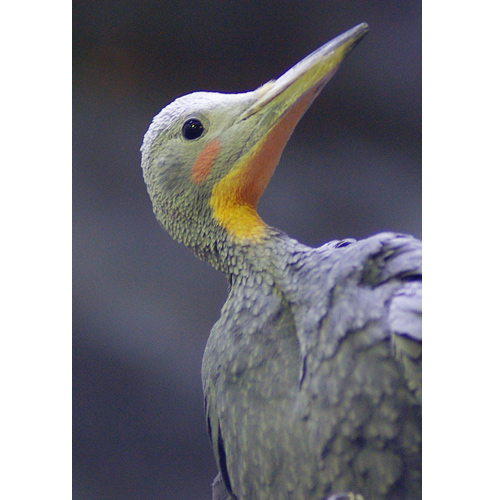 ボウシゲラ