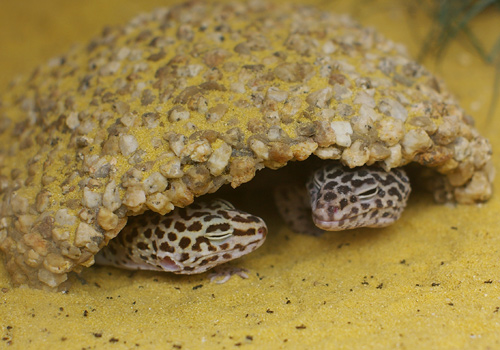 ヒョウモントカゲモドギ