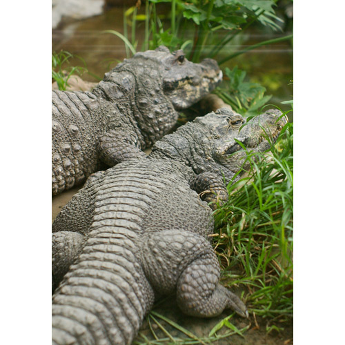 ニシアフリカコガタワニ