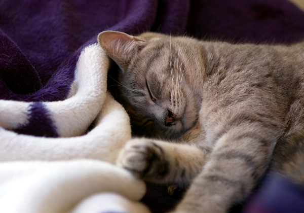 猫