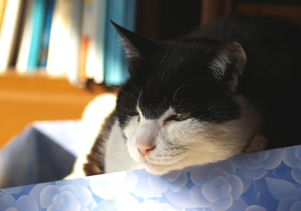 猫