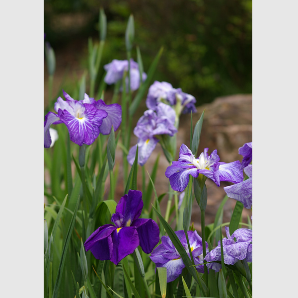 花菖蒲