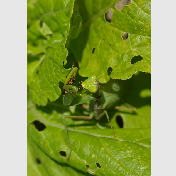 ハラビロカマキリ