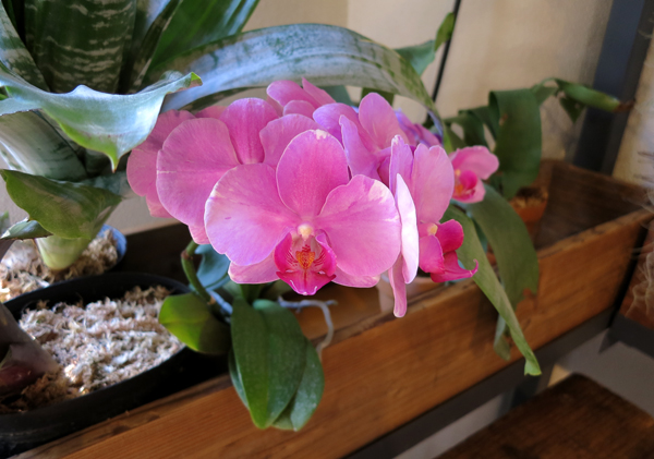 花のがっこう