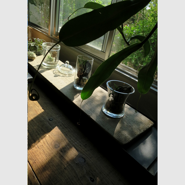 花のがっこう
