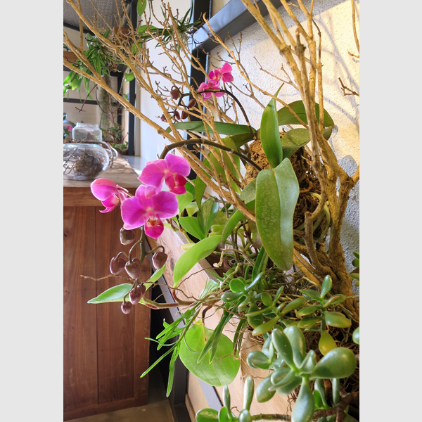 花のがっこう