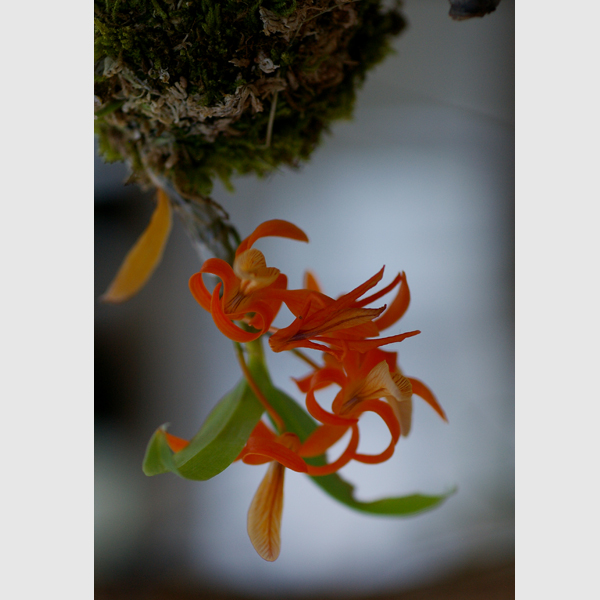 花のがっこう