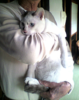 ブサ猫って言わないで〜♪