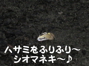 ÍÑ¿´¿¼¤¤¥ä¥Ä