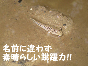 ¥È¥Ó¥Ï¥¼