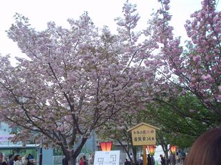 080421_Âçºå¤ʾ¶É¡Öºù¤ÎÄ̤êÈ´¤±¡×