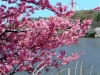 三池の桜