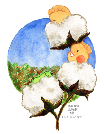 綿