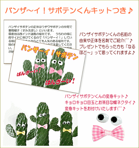 バンザイ!サボテン キット