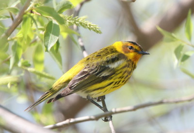 ホオアカアメリカムシクイ(Cape May Warbler)