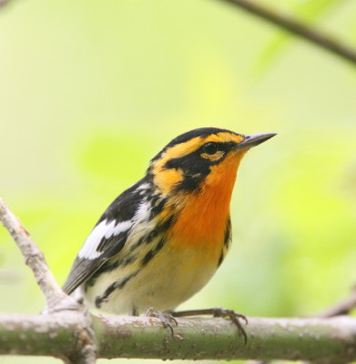 キマユアメリカムシクイ(Blackburnian Warbler)