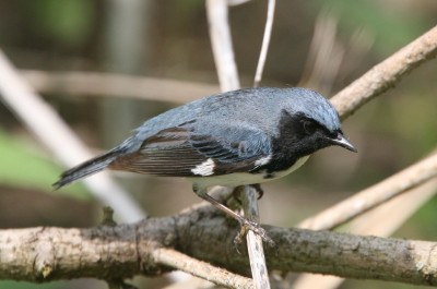 ノドグロルリアメリカムシクイ(Black-throated Blue Warbler)
