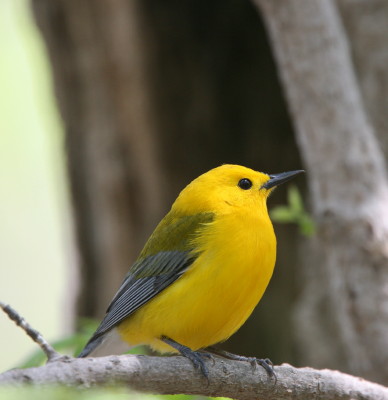 Prothonotary Warber