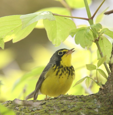 Canada Warbler