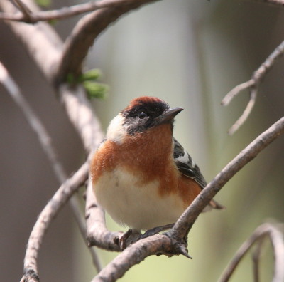 Bay-breasted Warbler