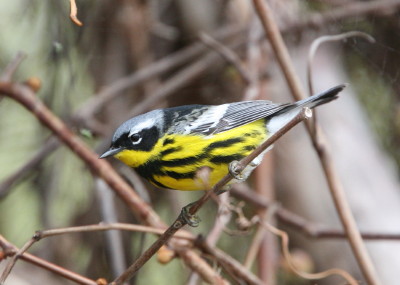 Magnolia Warbler