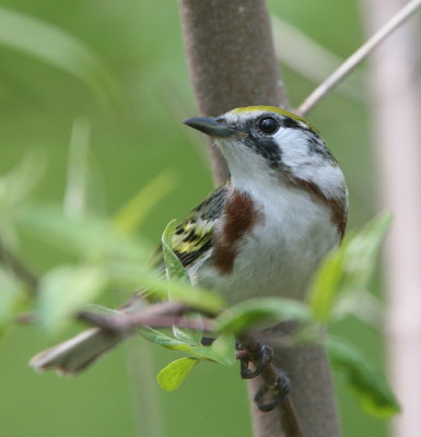 Chestnut-sided Warbler