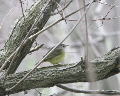 Connecticut Warbler