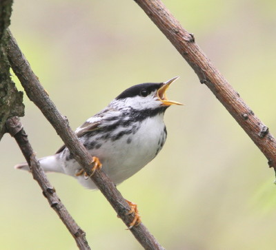 Blackpoll Warbler