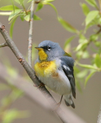 Northern Parula