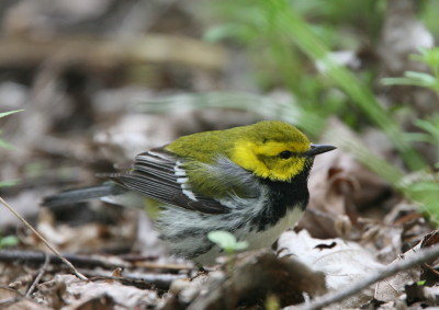 Black-throated Green Warbler