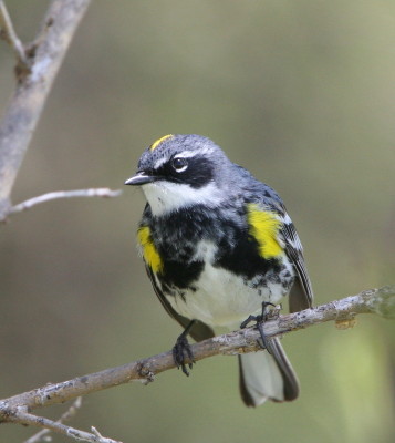 Yellow-rumped Warbler