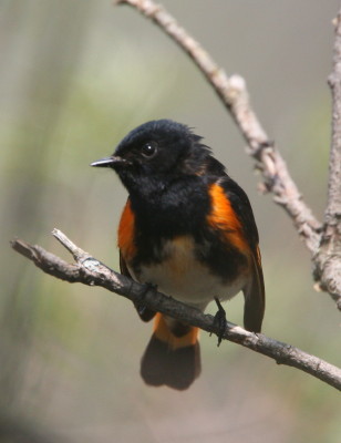 American Redstart