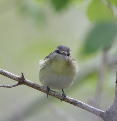 Philadelphia Vireo