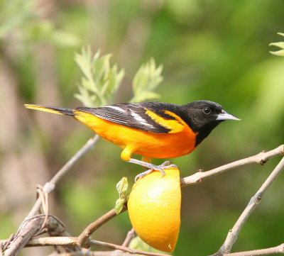 Baltimore Oriole