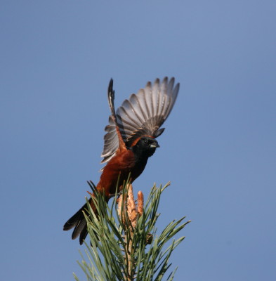 Orchard Oriole