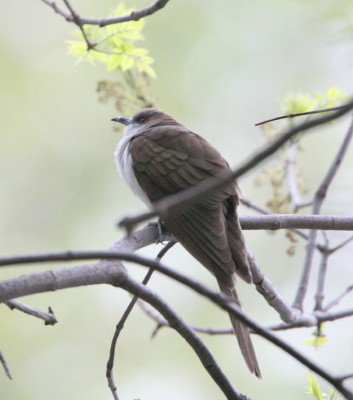Black-billed Cuckoo