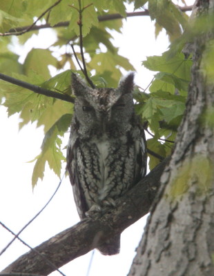 Eastern Screech Owl