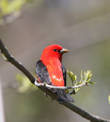 Scarlet Tanager