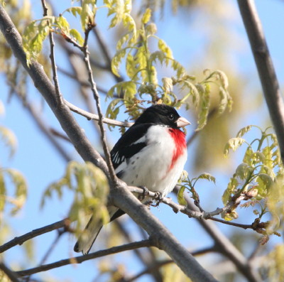 Rose-breasted Grosbeak
