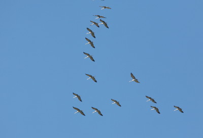 空飛ぶ姿