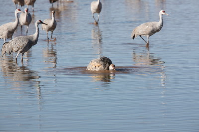 カナダヅルの水浴び
