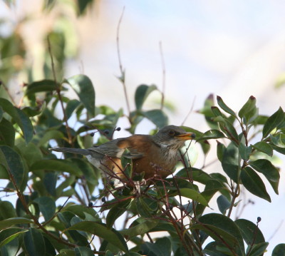 Rufous backed Robin 2