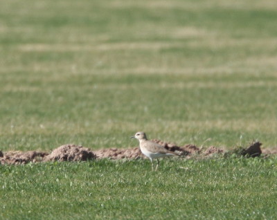 Mountain Plover 1